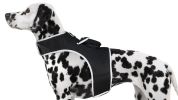 Mini Waterproof GPS Tracker for Dog Collar w/ Perimeter Fencing System Size:XXL