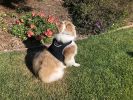 Inexpensive Dog Locator Device Waterproof + Perimeter Fencing Settings Size:XL
