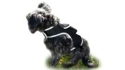 Portable Cat GPS Locator Mini Pet Tracking Device Supports GeoFencing Size:M
